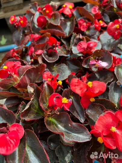 Розы, бегония, спирея, шалфей, петуния, гвоздика