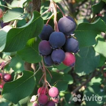 Сирень,терн,калина,слива,ирга,лещина