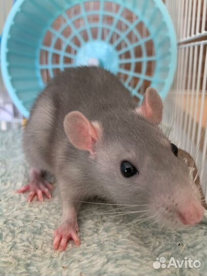 Отдам в добрые руки двух крысок