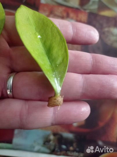 Замиокулькас