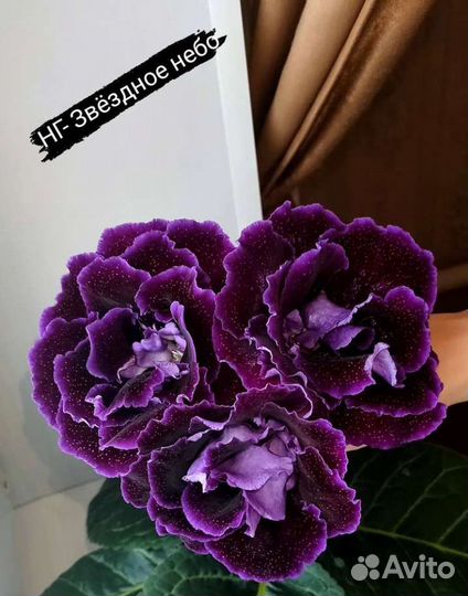 Глоксиния сортовая лист на срез, укорененные лист