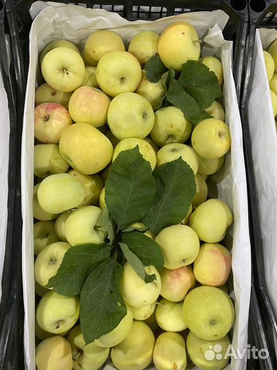 Яблоки белый налив