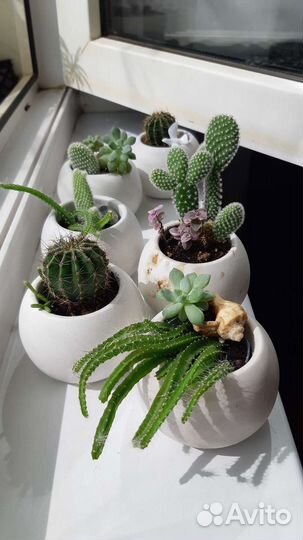 Кактусы и суккуленты