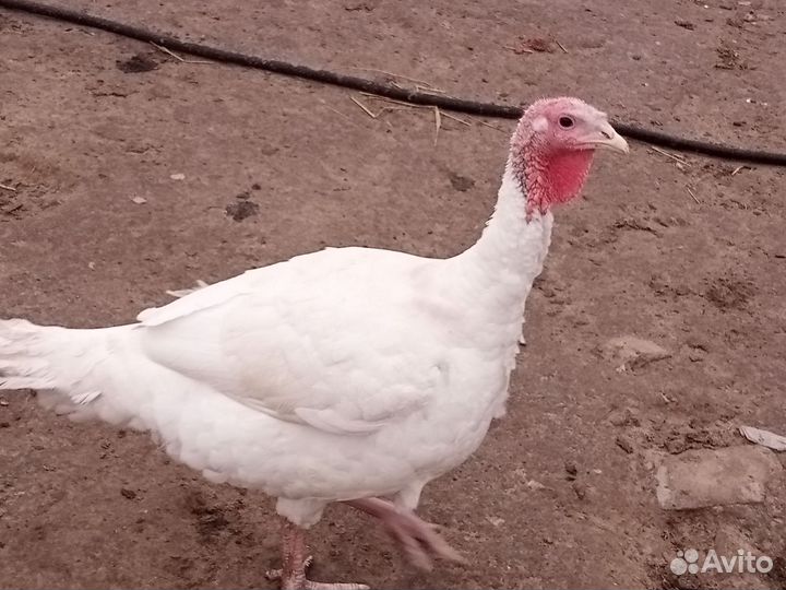 Домашняя птица