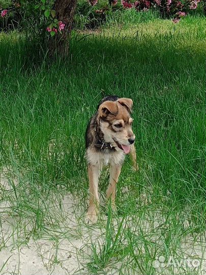 Девчонка 4 месяца от полуягдтерьера и джек-рассела