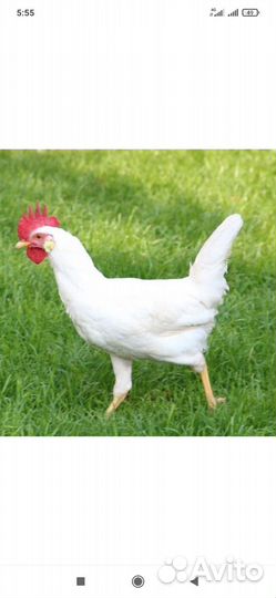 Петухи молодые