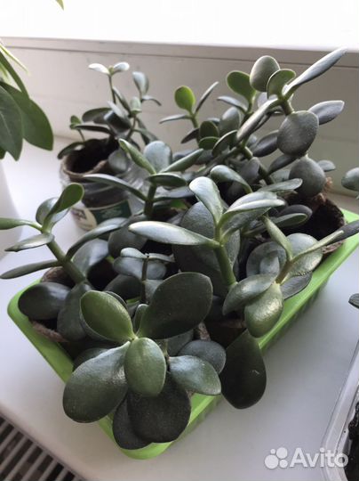 Толстянка, денежное дерево