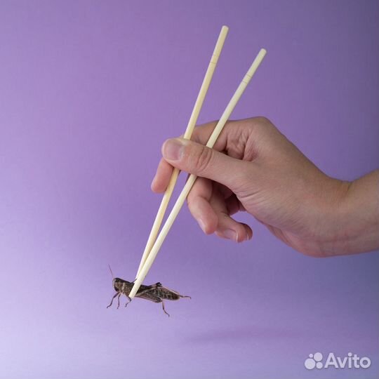 Кормовые насекомые сверчки, саранча, тараканы