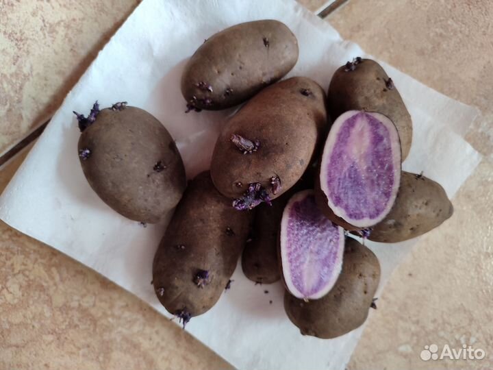Картофель сорт Аметист