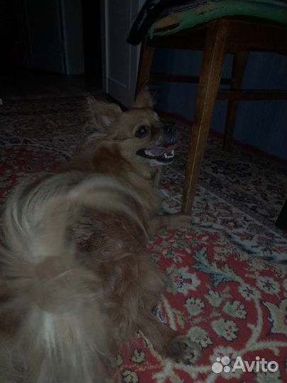 Собака пекинес