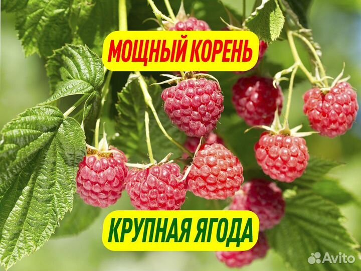 Саженцы малины. Зимостойкие сорта