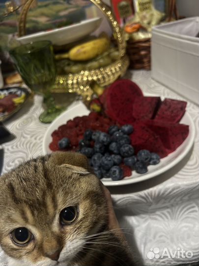 Вислоухие котята