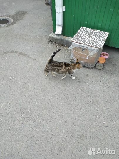 Кошка в добрые руки бесплатно