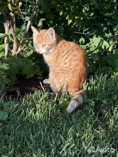 Рыжий котенок мальчик 3 месяца