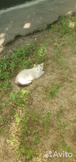 Котенок в добрые руки