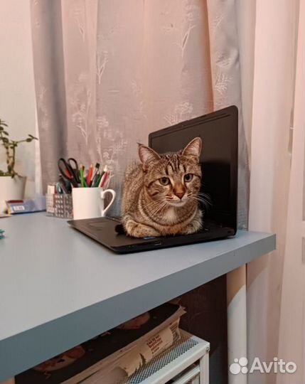 Ласковая кошка Мия ищет дом