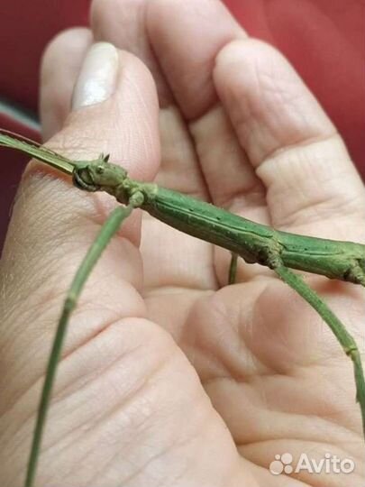 Палочники аннамские в контейнере