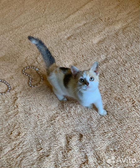 Котята бесплатно