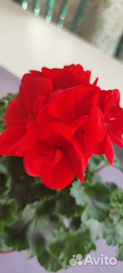 Сансевиерия циссус фикус юкка