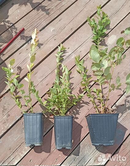 Саженцы Голубики