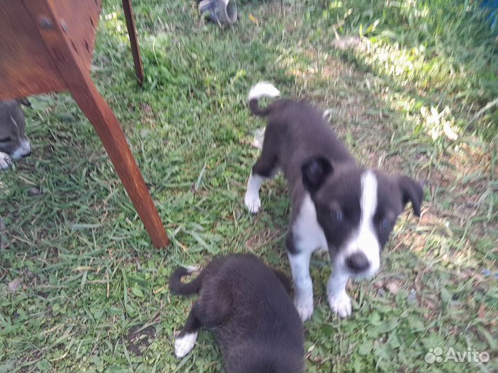 Щенки алабая