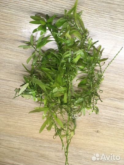 Аквариумное растение