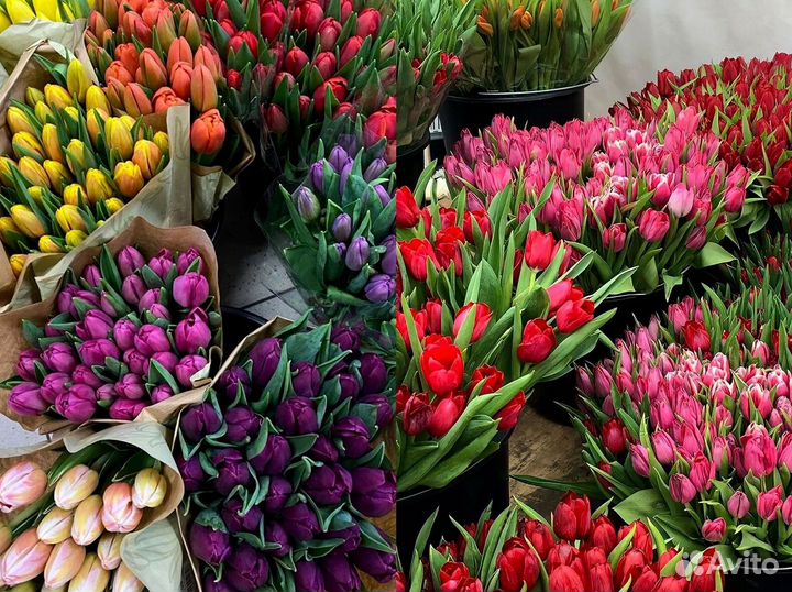 Тюльпаны оптом от производителя