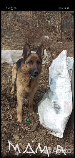 Щенки немецкой овчарки. Девочка