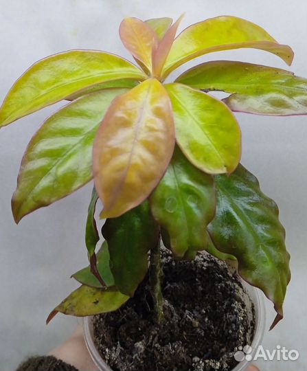 Комнатные растения