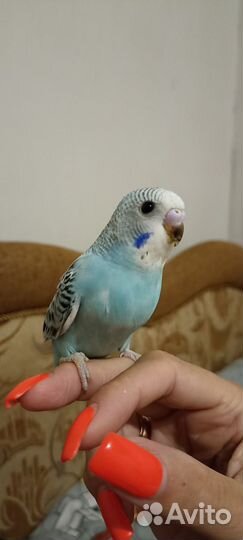 Волнистый попугай