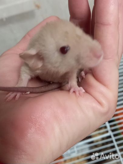 Крыса дамбо