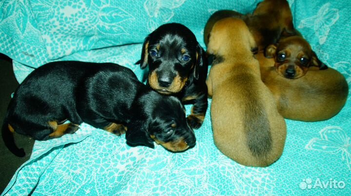 Такса стандарт щенки