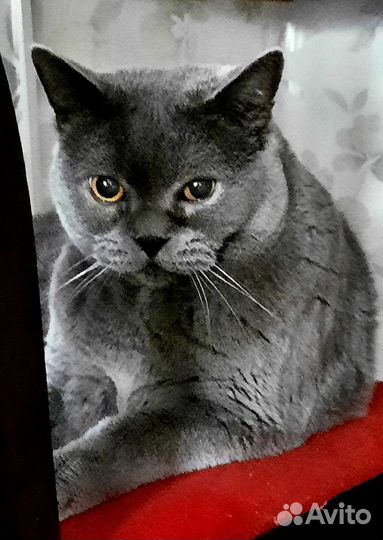 Передержка для животных