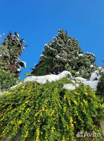 Деревья, кустарники