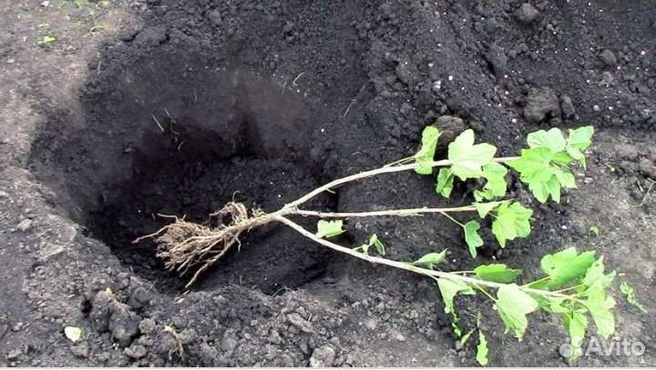 Саженцы Малины,Черной смородины,Ежевики