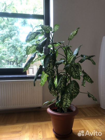 Диффенбахия