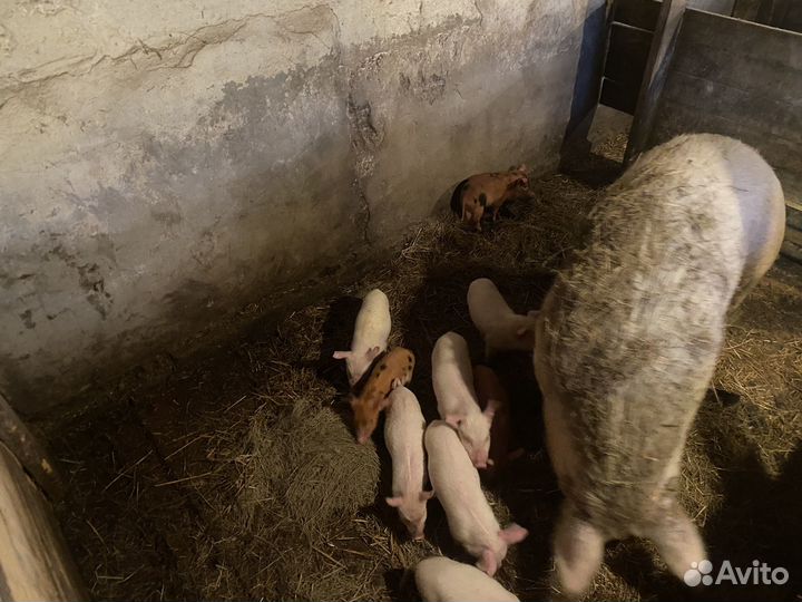 Поросята