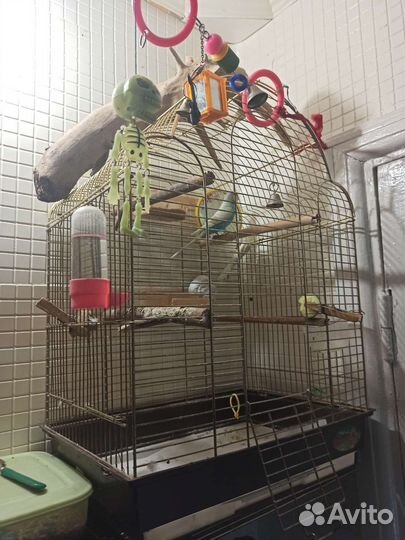 Волнистый попугай с клеткой