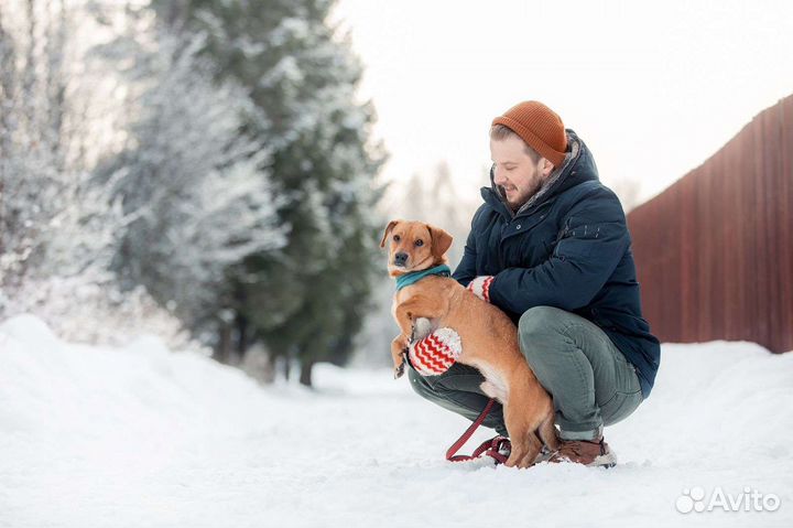 Рыжий коротколапик в поисках дома