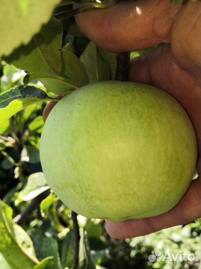 Яблоки Местные сорт Симеренко. На хранение. Много