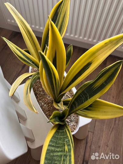 Сансевиерия golden flame