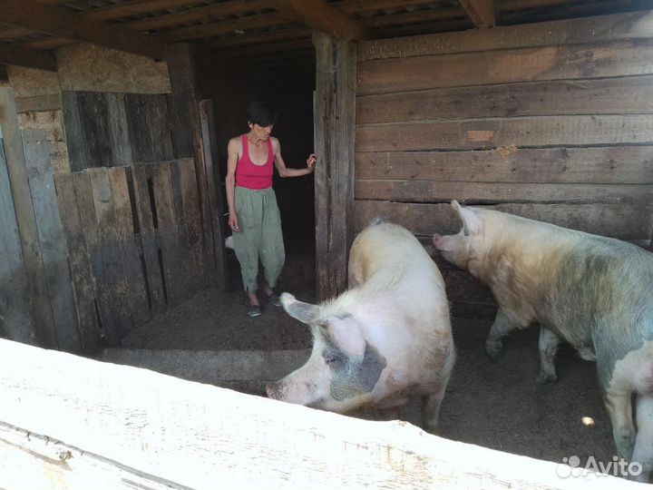 Кабан на племя