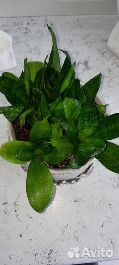 Сансевьерия Ханни