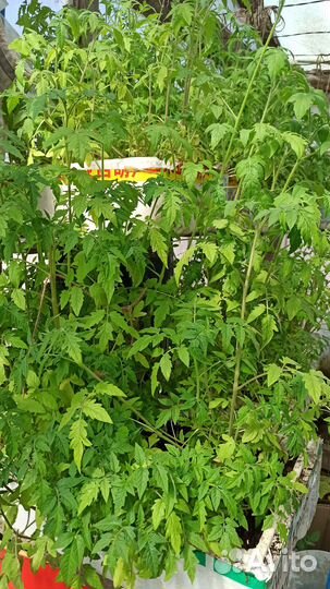 Продаю непикированную рассаду