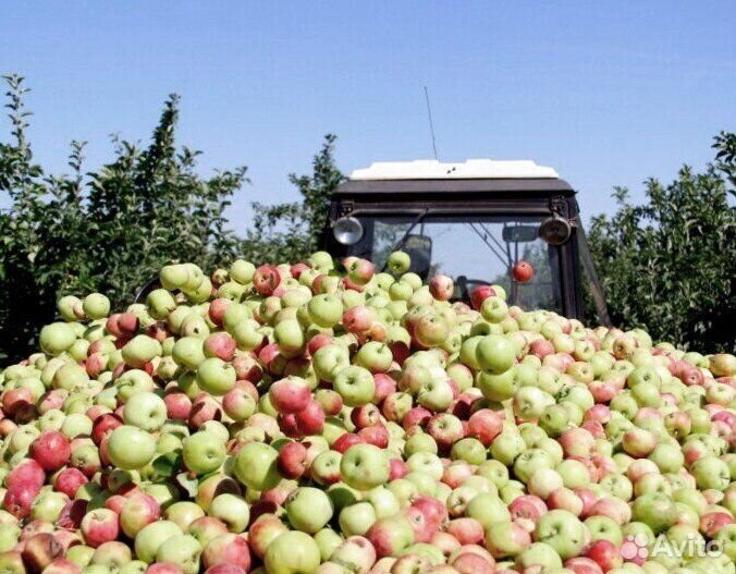 Сборщик яблок. Вахта
