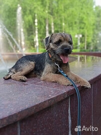 Бордер терьер