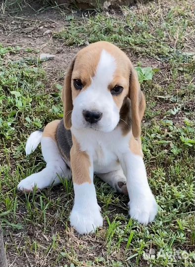 Девочка бигля