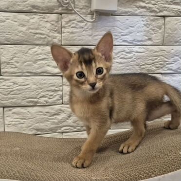 Абиссинский котёнок