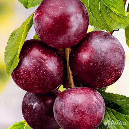 Саженцы сливы Шарафуга
