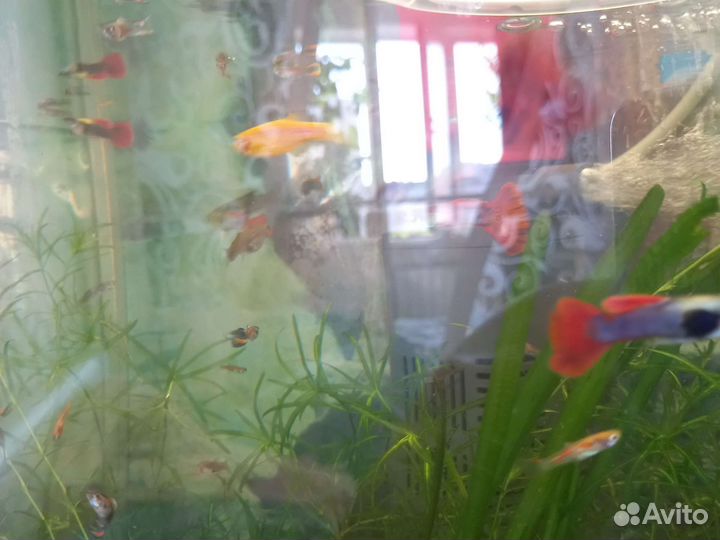 Аквариум с рыбками